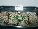 eroeffnung-015