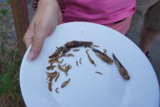 grillfest-024