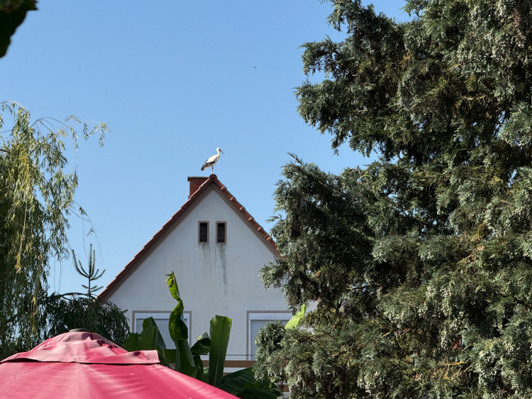 prnzenfest2025-006